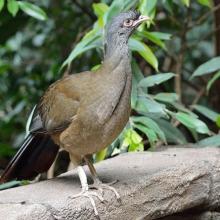 Chaco Chachalaca Bird Kingdom